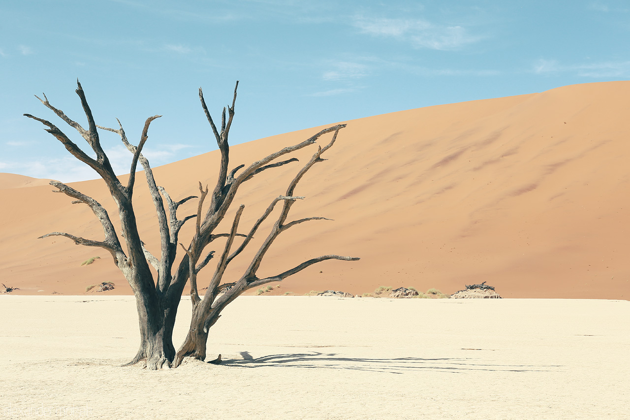 Foto von Bare tree at Sossusvlei juxtaposing Namibia's undulating sand dunes backdrop.
