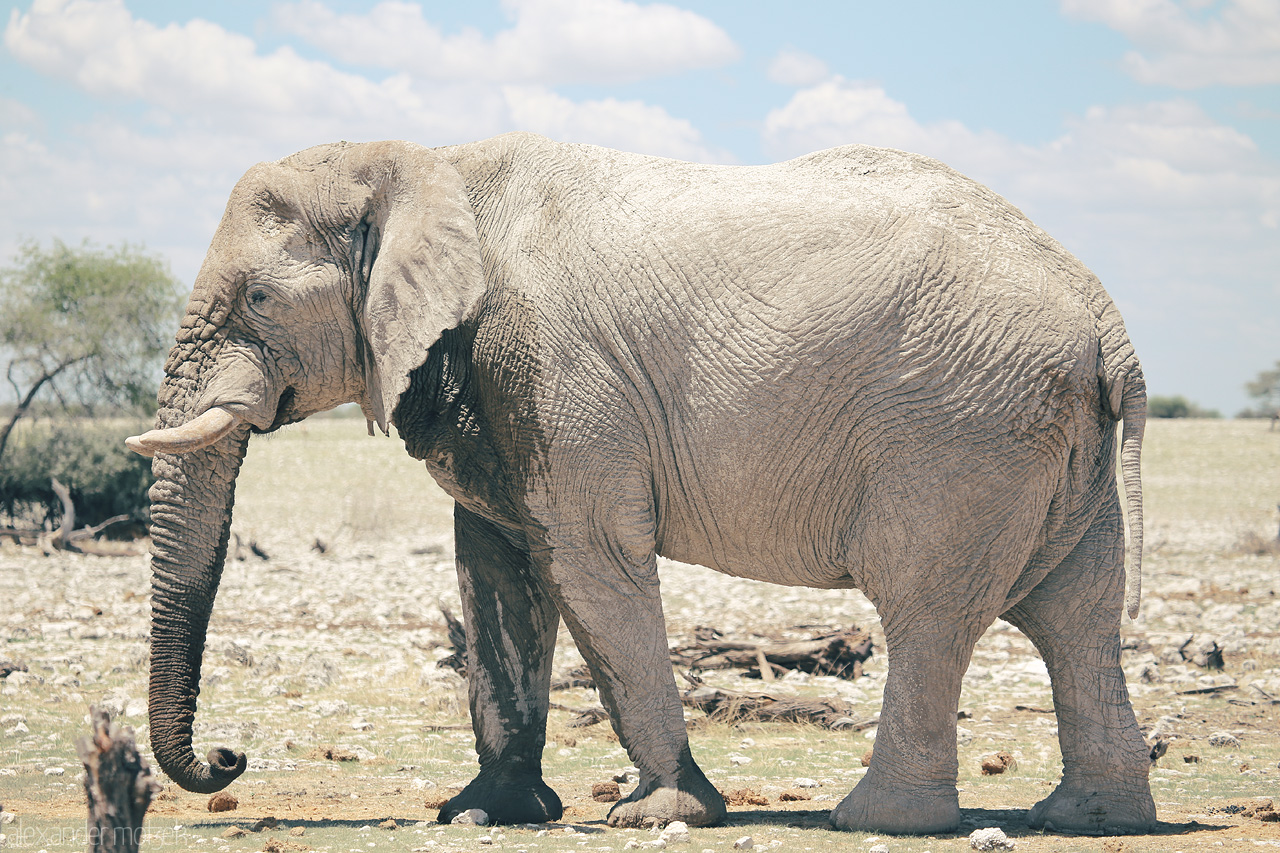 Foto von Majestic elephant roaming in the Etosha National Park, under the vast Namibian sky.