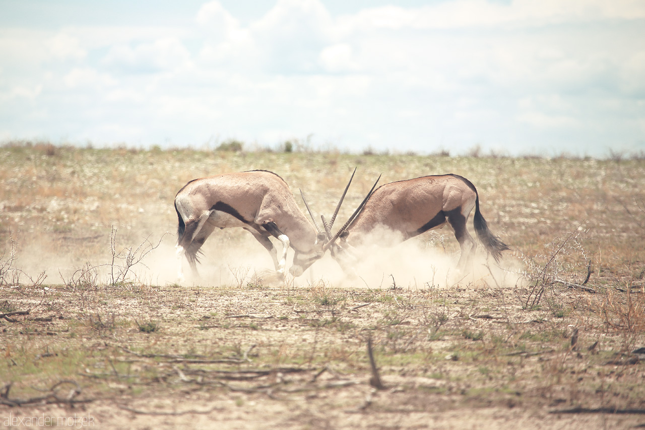 Foto von Two gemsbok locking horns in a dusty duel under Etosha's vast sky.