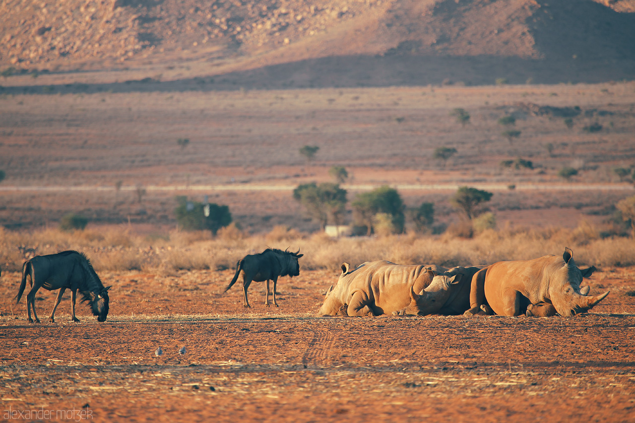 Foto von Wildebeests and rhinos coexist in the tranquil Namibian savanna at dusk, near Hammerstein.