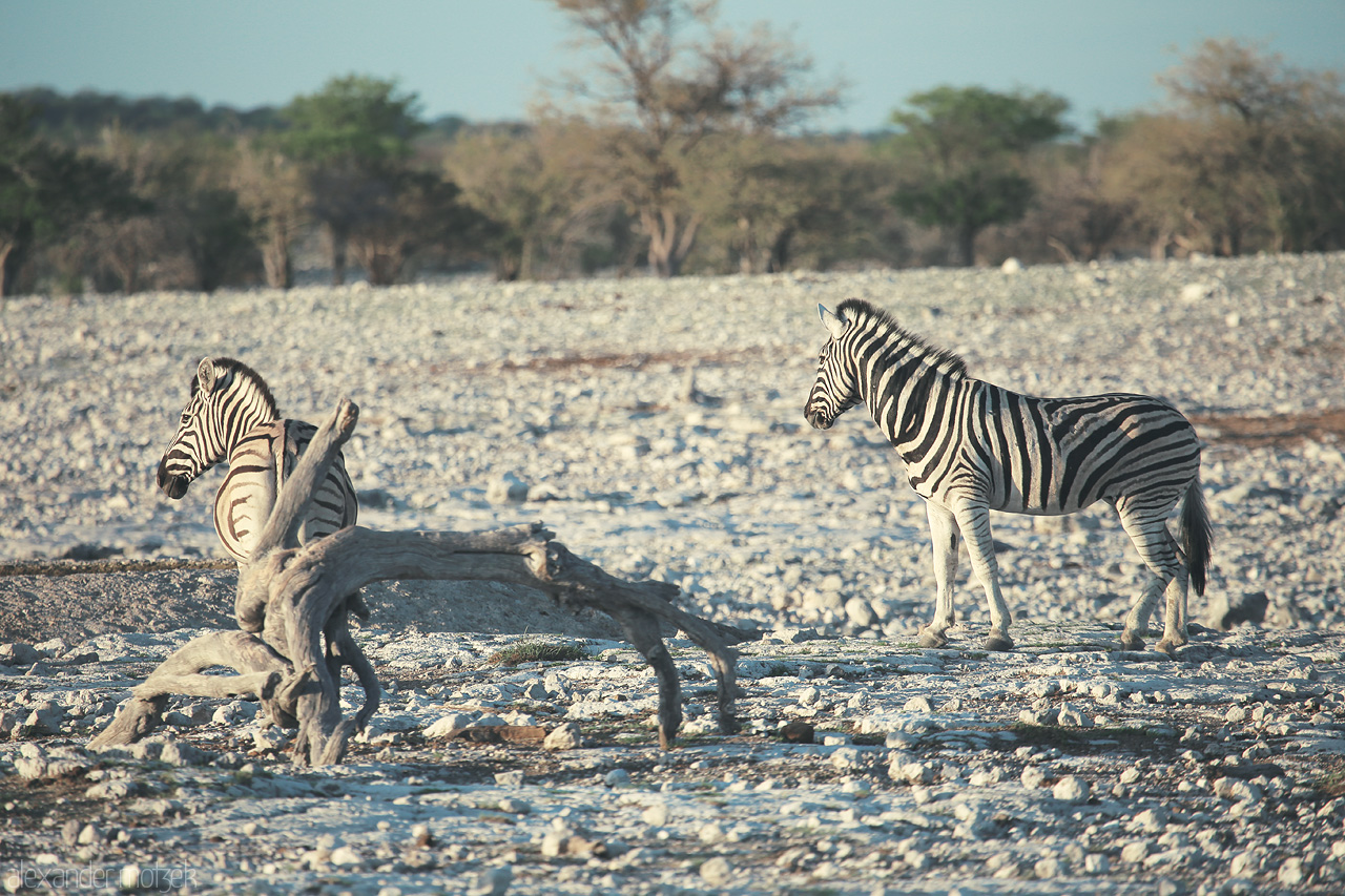 Foto von Zebras in Etosha National Park, blending with the stark, textured landscape.