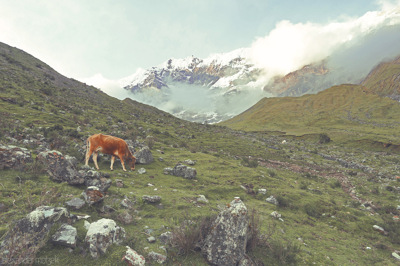 Foto von Kuh am Grasen beim Aufstieg auf den Humantay entlang dem Salkantay Trek