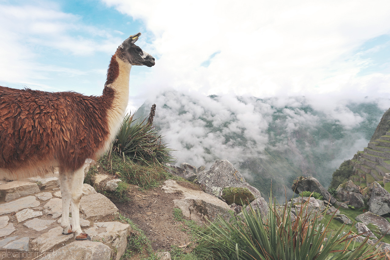 Foto von Llama vor Machu Picchu mit Wolken im Hintergrund