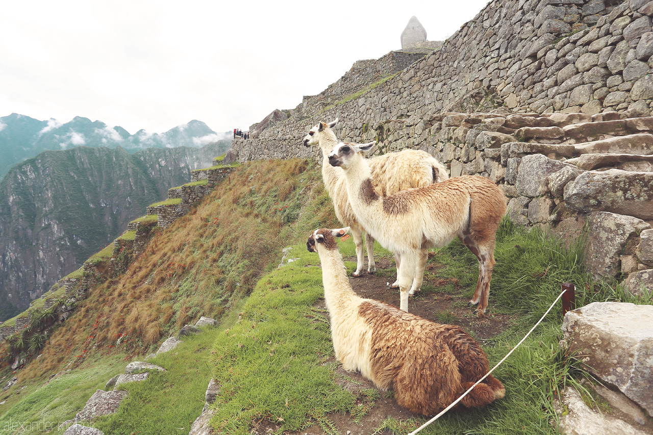 Foto von Mehrere Lamas sitzen auf den alten Gemäuern in Machu Picchu