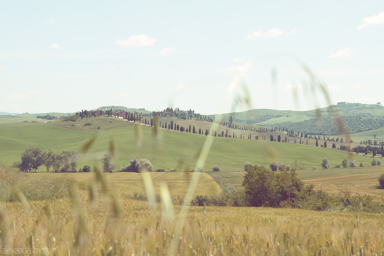 Elysian Fields of Tuscany Foto von Rolling hills and cypress trees paint a serene landscape in Tuscany, Italy. Nature's calm whispers through golden fields under a tranquil sky.