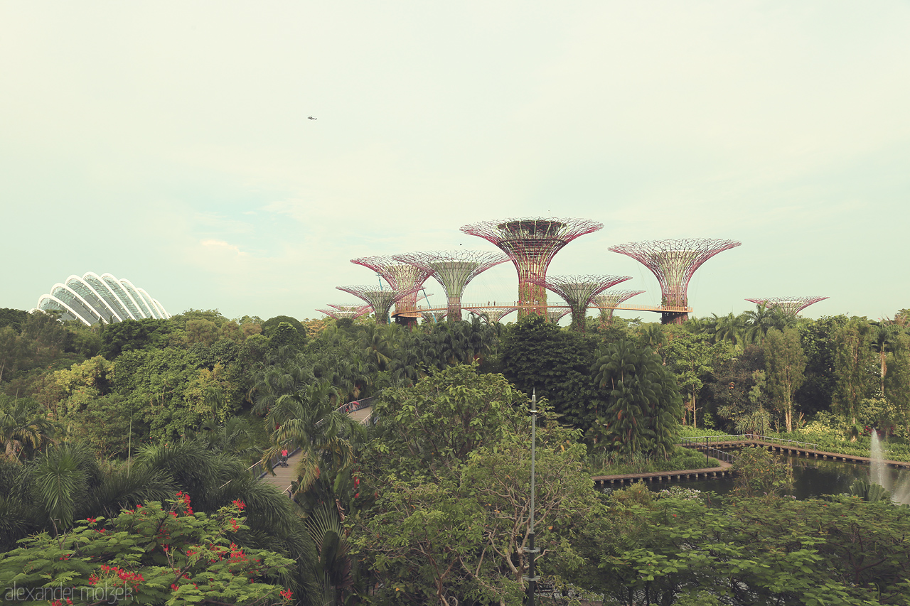 Foto von Discover the ethereal beauty of Gardens by the Bay in Singapore, where futuristic Supertrees soar above lush greenery and vibrant landscapes.