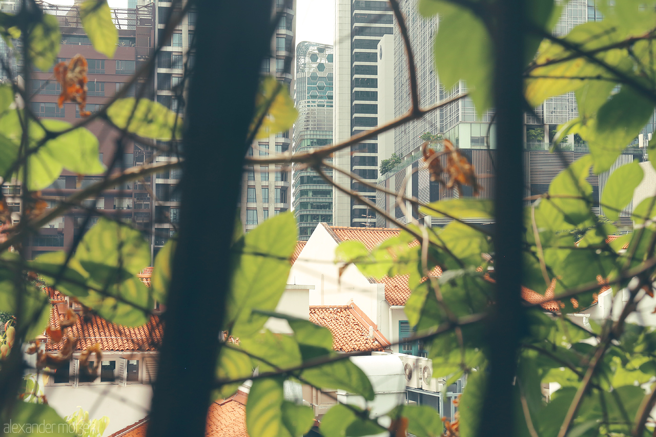 Foto von Vintage rooftops peek through lush leaves, set against a backdrop of modern skyscrapers in the heart of Singapore's Havelock district.