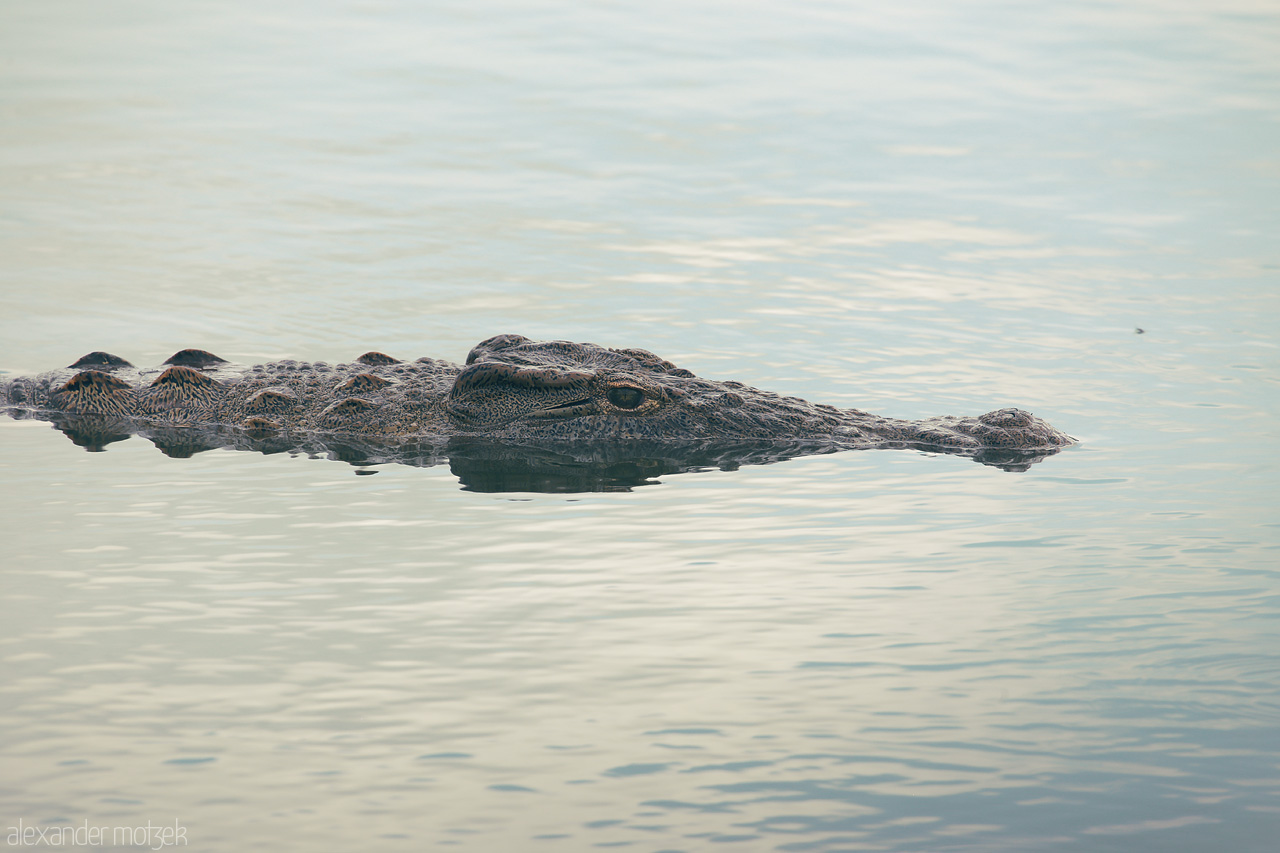 Foto von A crocodile glides silently in Kruger National Park's tranquil waters, embodying the stealth of Africa's wild heart.