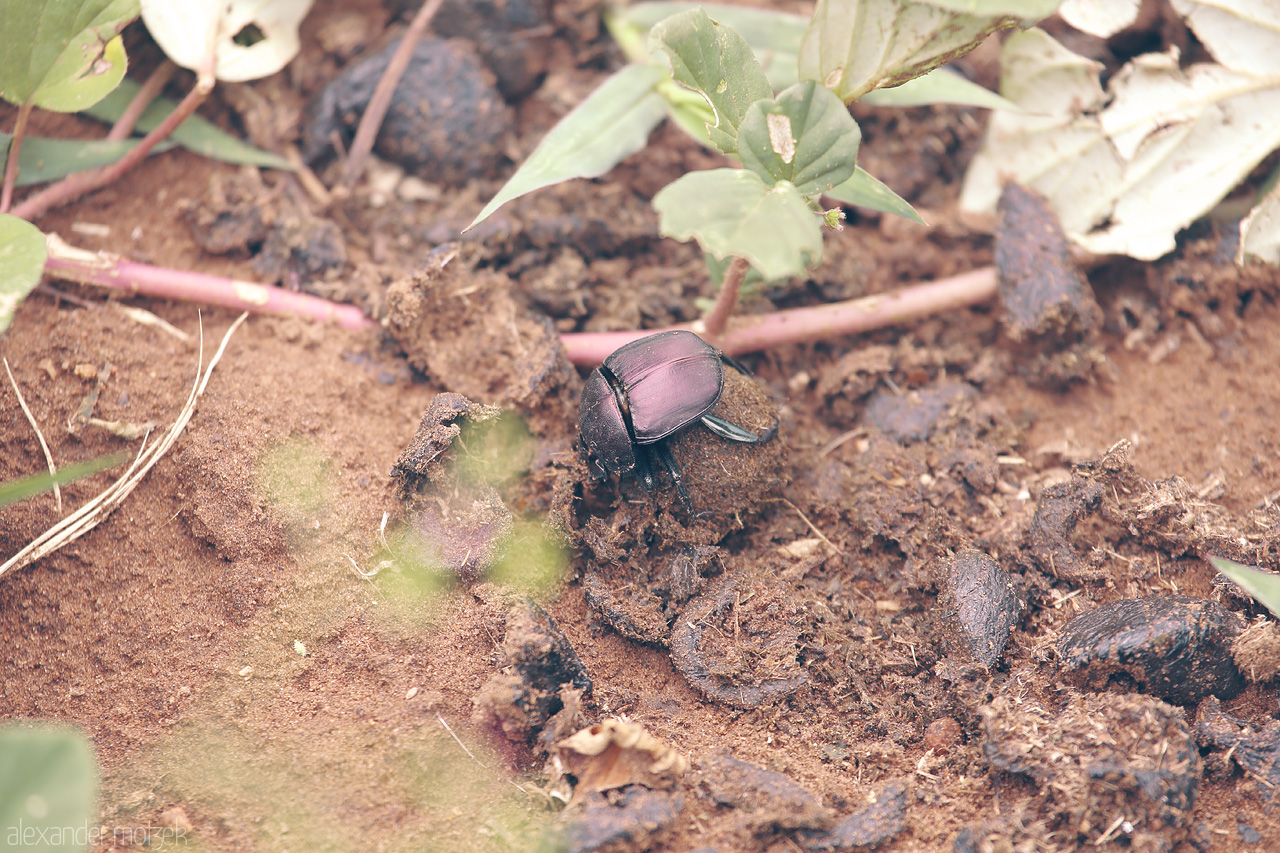 Foto von A dung beetle rolls its prize on the earthy floor of Kruger National Park, South Africa, showcasing nature's intriguing circle of life.