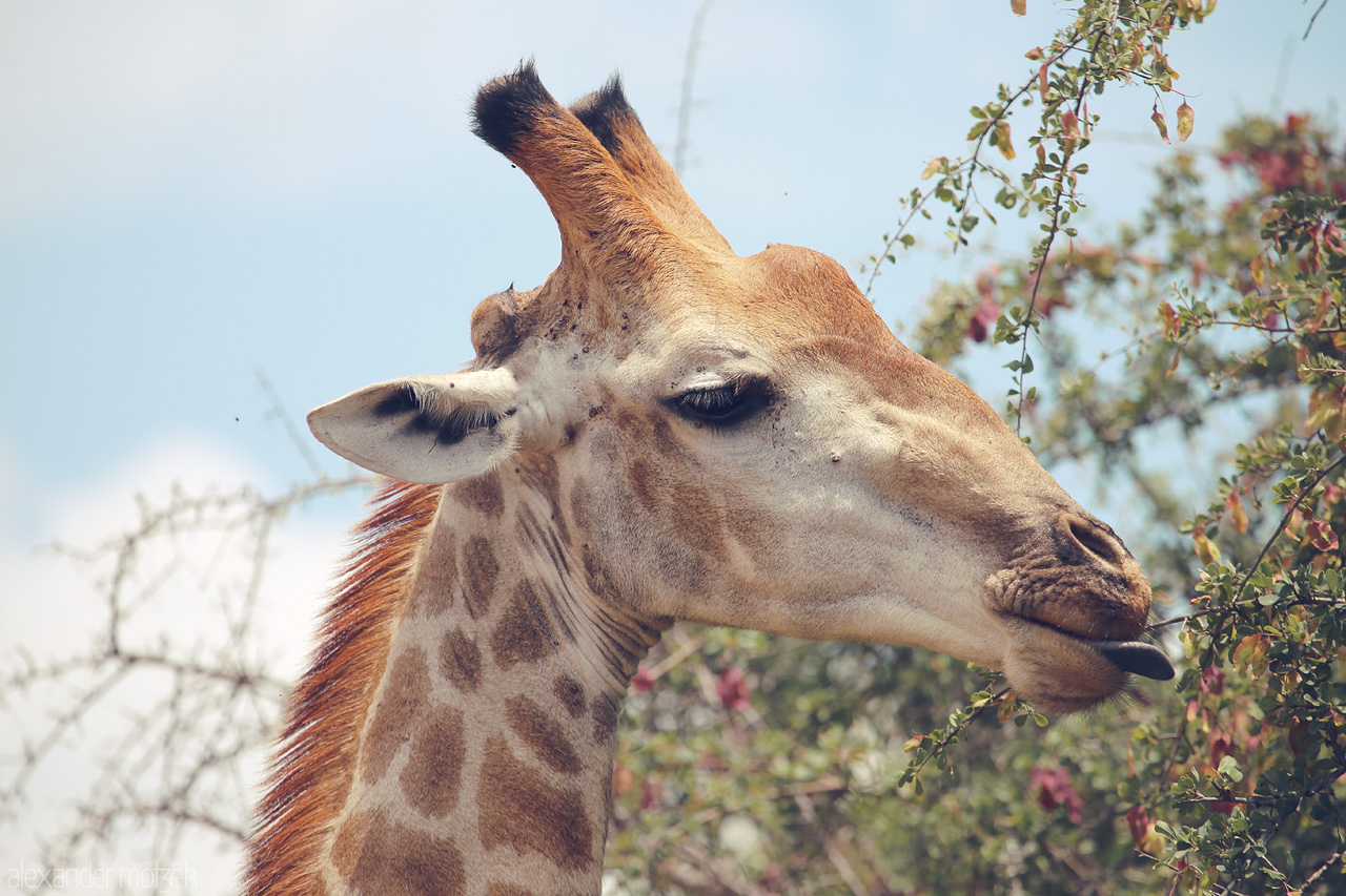 Foto von A gentle giraffe grazes among thorny acacias under the vast skies of Kruger National Park, showcasing the serene beauty of South Africa's wilderness.