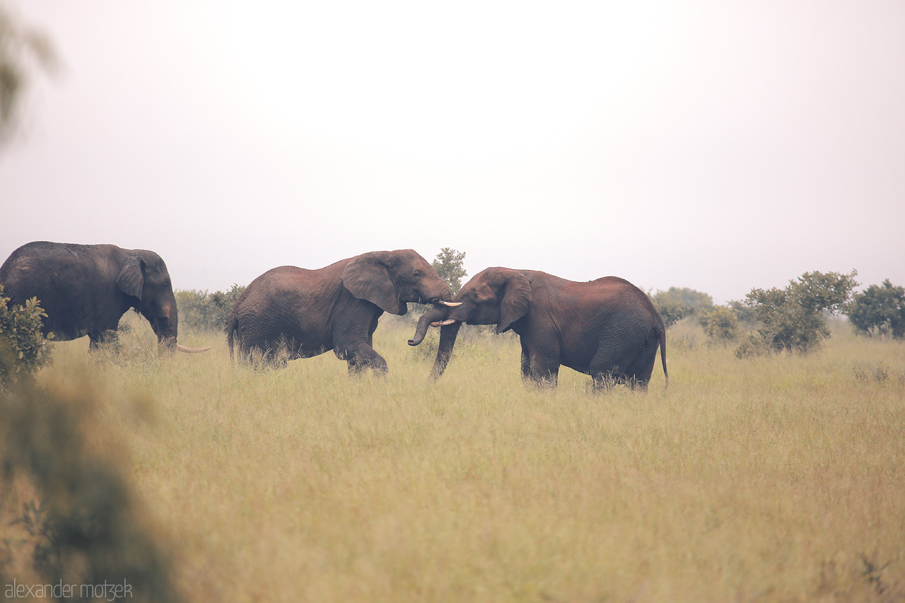 Foto von A graceful duel of elephants unfolding amidst the vast plains of Kruger National Park, South Africa. Nature's dance in its rawest form.