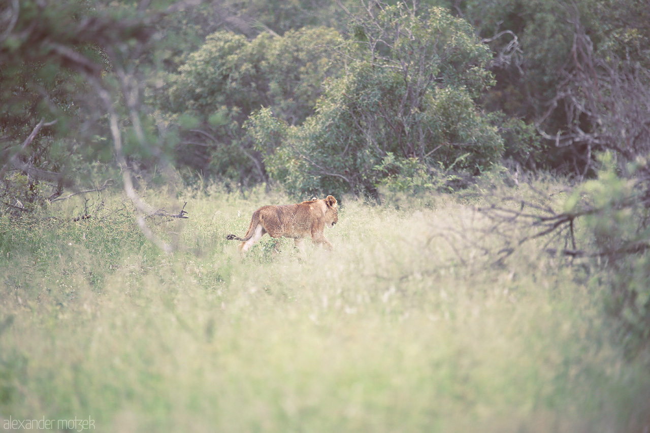 Foto von A lone lion strides through the grasslands of Kruger National Park, South Africa, amid lush greenery and serene wilderness.