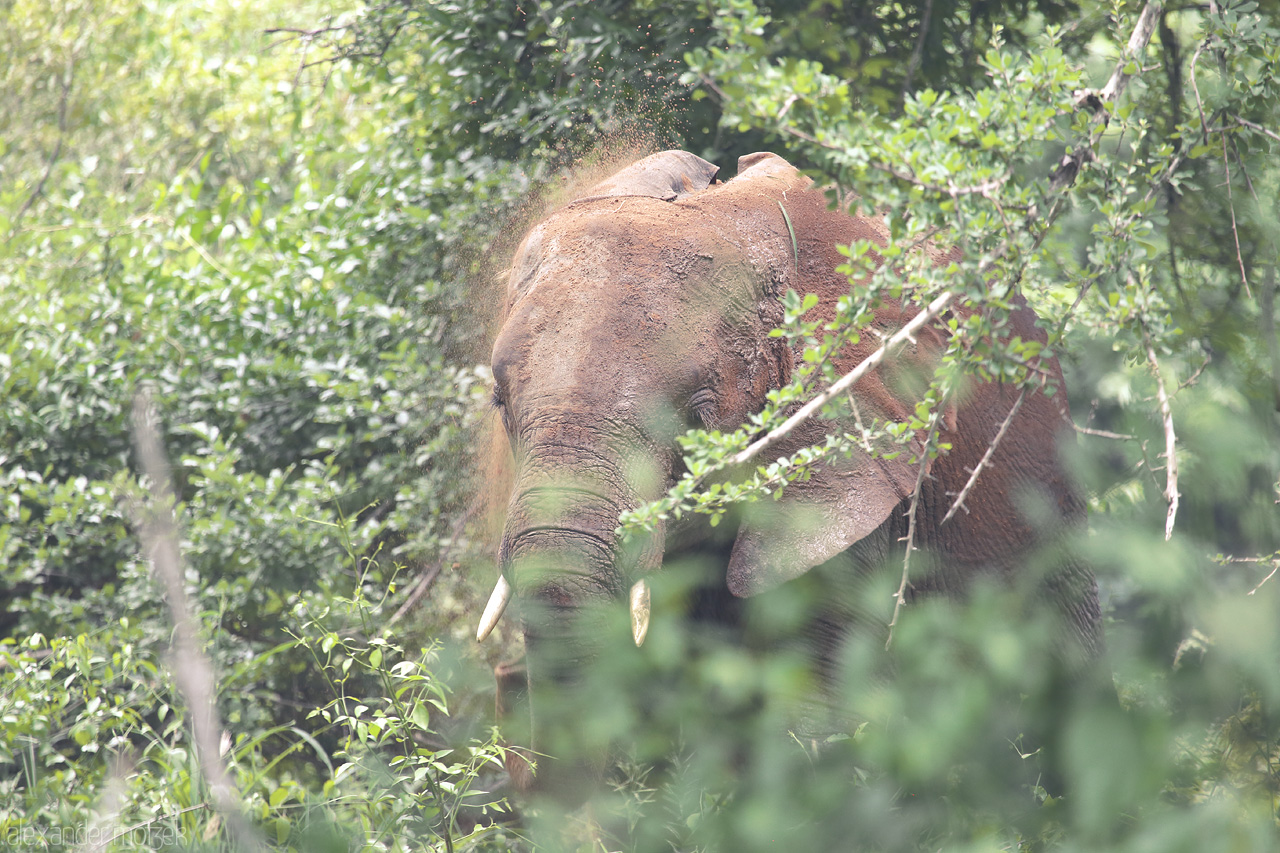 Foto von A majestic elephant emerges from the lush greenery of Kruger National Park, South Africa, embodying the untamed spirit of the wild.