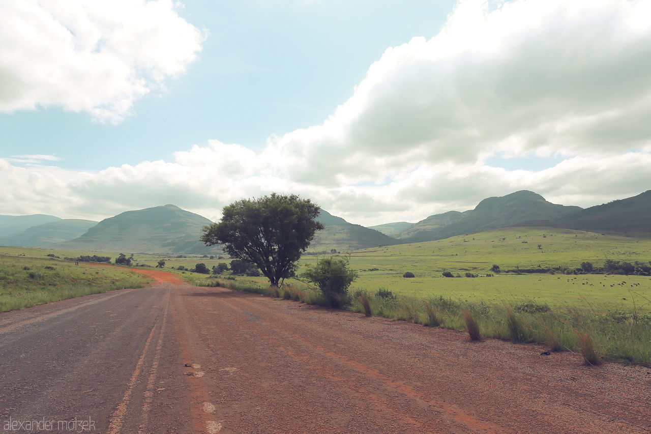 Foto von A solitary tree stands by a dusty road under the vast sky of Mpumalanga, South Africa.