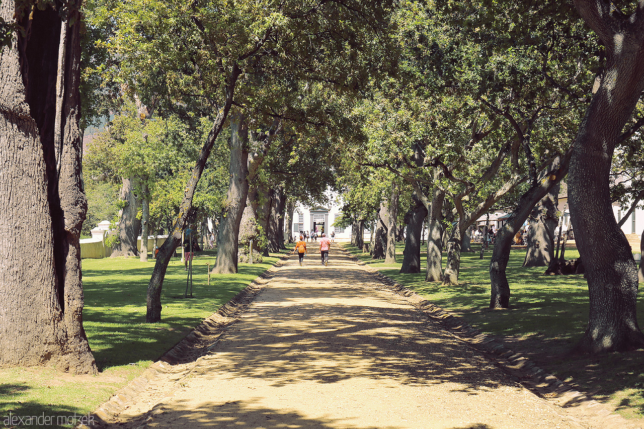 Foto von A sunlit path in Constantia, Cape Town, lined with majestic oak trees, leading to heritage architecture.