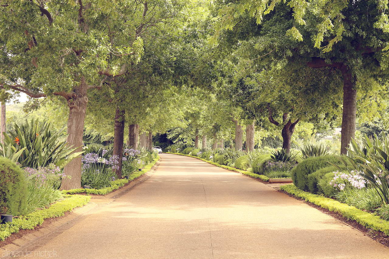 Foto von A tranquil, tree-lined path in Stellenbosch, South Africa, invites a serene journey through verdant beauty and lush landscapes.