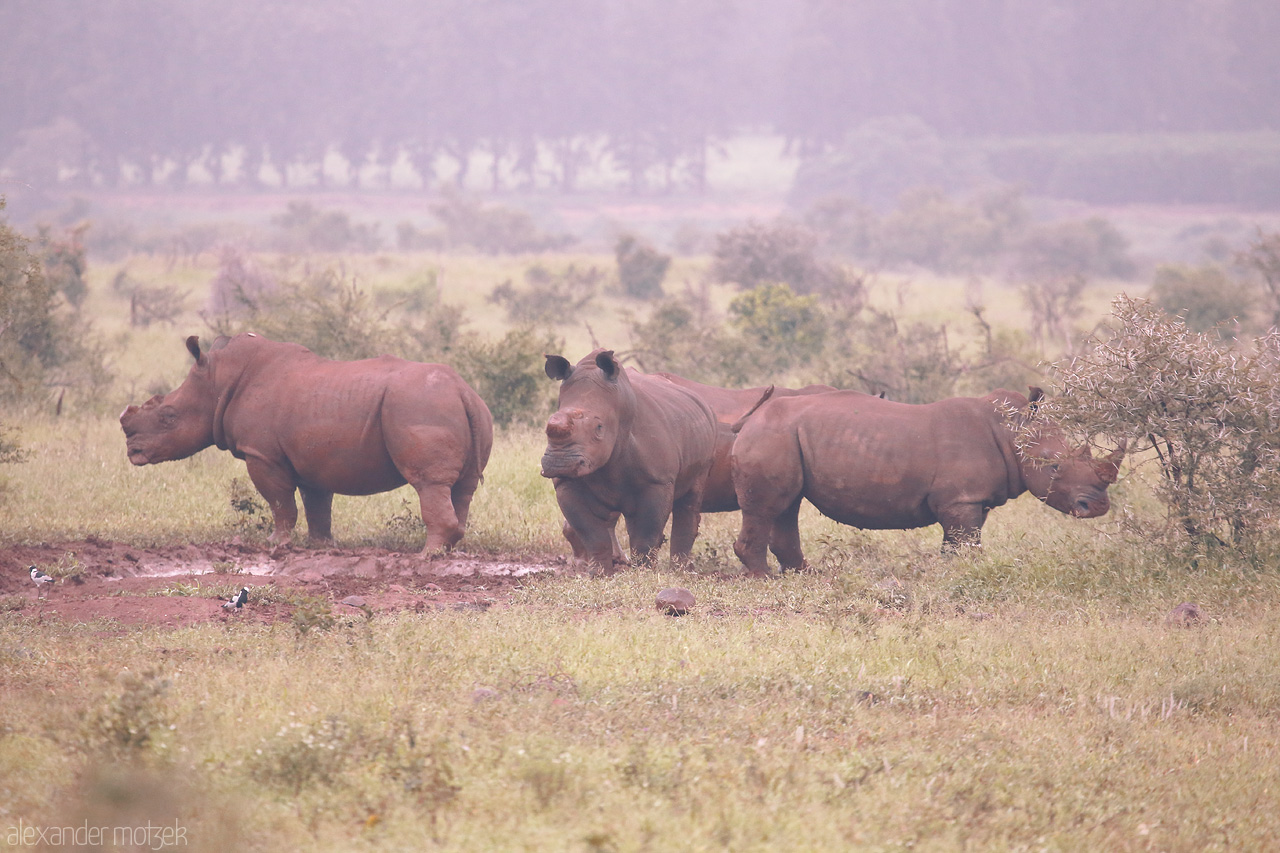 Foto von A trio of rhinos peacefully grazing at Kruger National Park, South Africa, enveloped in the serene early morning mist.