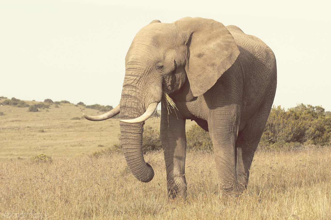Foto von Alter Elefantenbulle im Lalibela Game Reserve beim Frühstück