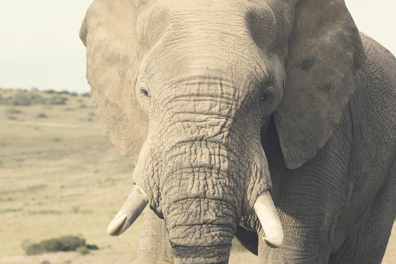 Foto von Alter Elefantenbulle schaut direkt in die Kamera am morgendlichen Game Drive in Lalibela