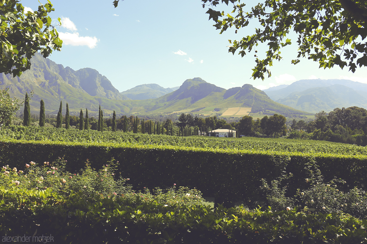 Foto von Capture the lush vineyards and majestic mountains of Franschhoek, South Africa. A tranquil haven of nature's artistry.