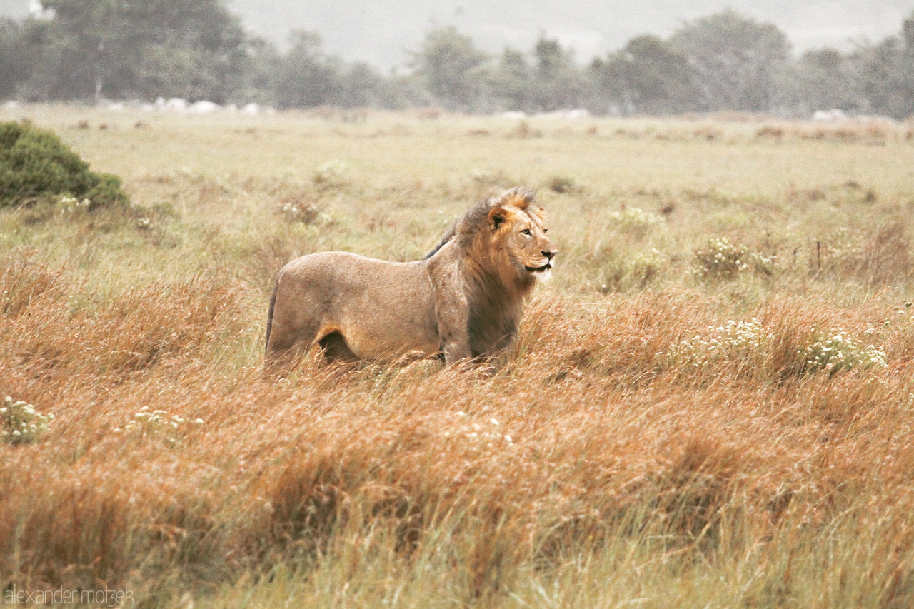 Foto von Ein älterer Löwe steht in Mitten der Savanne Südafrikas im Lalibela Game Reserve
