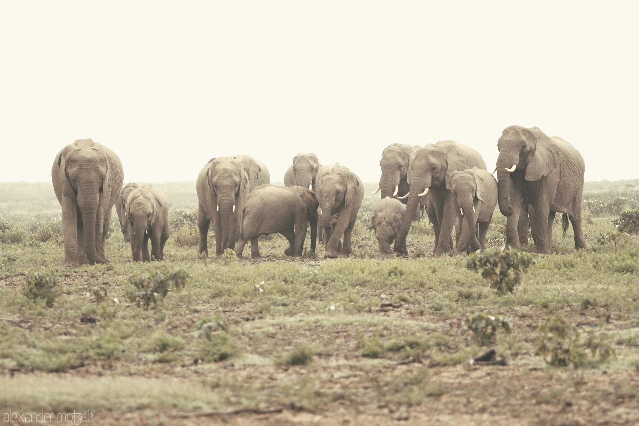 Foto von Eine riesige Herde Elefanten mit Jungen zieht durch das Lalibela Game Reserve