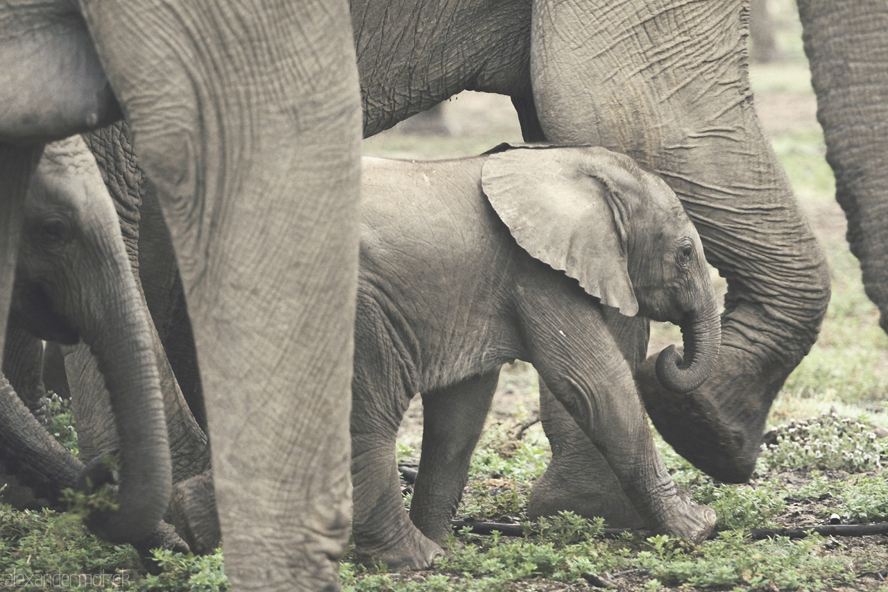 Foto von Elefantenjunges im Schutze der Herde im Lalibela Game Reserve