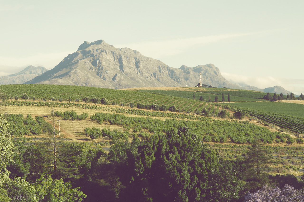 Foto von Ewige Weinreben vor den Bergen nahe Stellenbosch, Südafrika