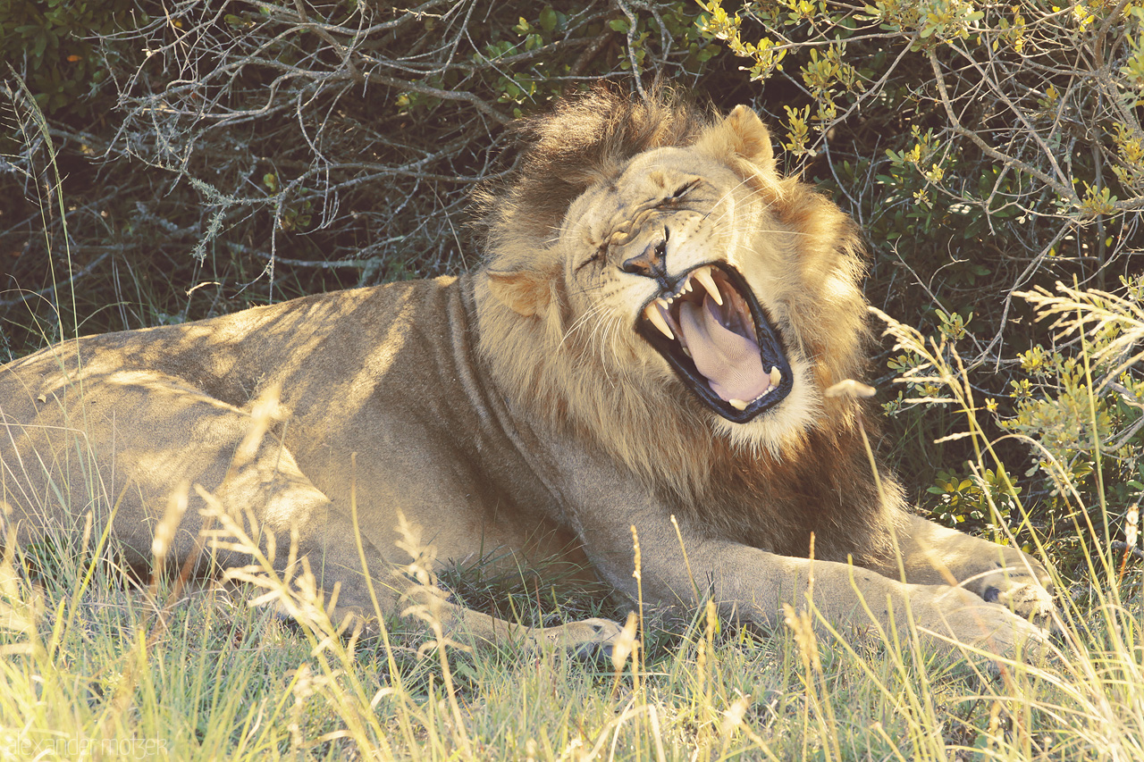 Foto von Gähnender Löwe ruht sich im Schatten eines Busches aus