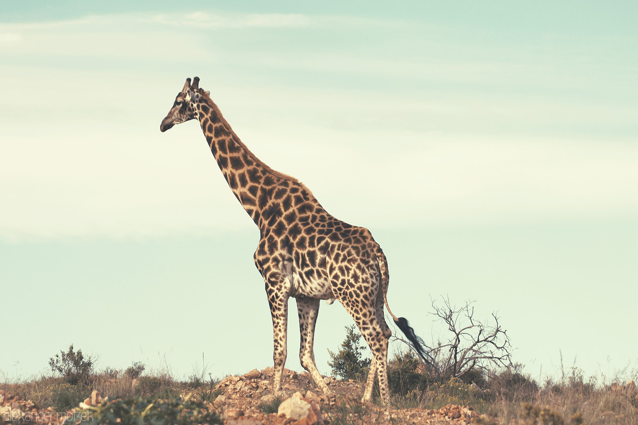 Foto von Giraffe im Lalibela Game Reserve