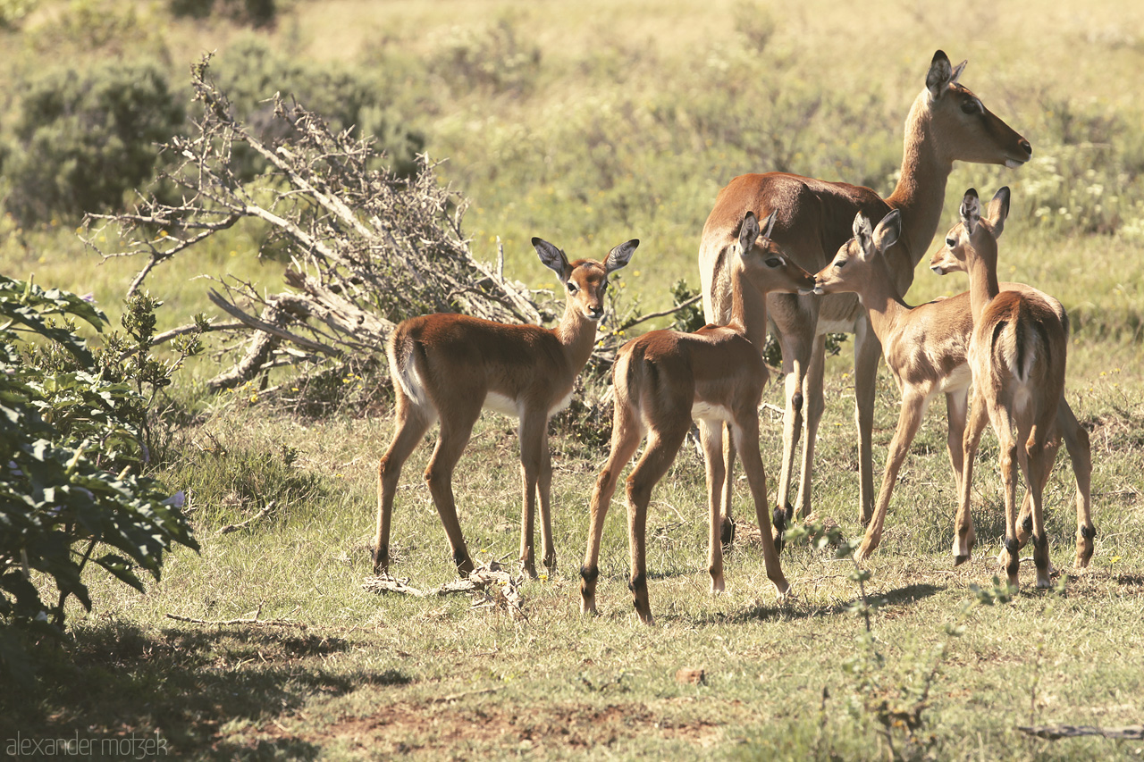 Foto von Junge Impala Kinder mit ihrer Mutter im Lalibela Game Reserve