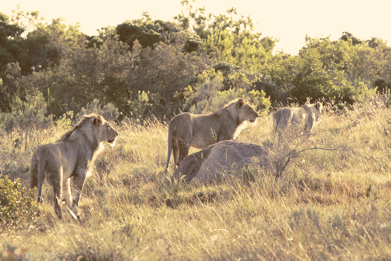 Foto von Junge Löwen auf der Pirsch am Abend im Lalibela Game Reserve