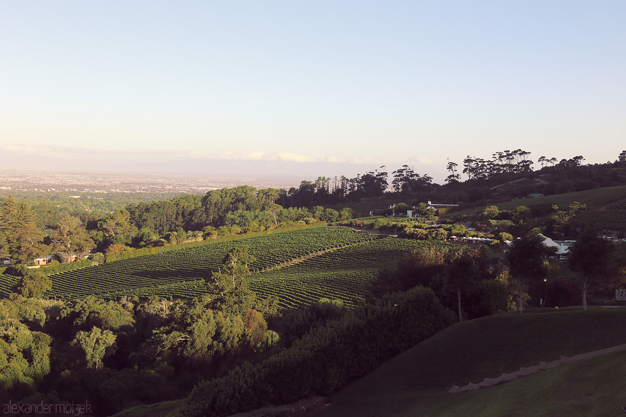 Foto von Lush vineyards stretch across rolling hills under the African sky in Cape Town, South Africa. A haven of natural beauty and tranquility.