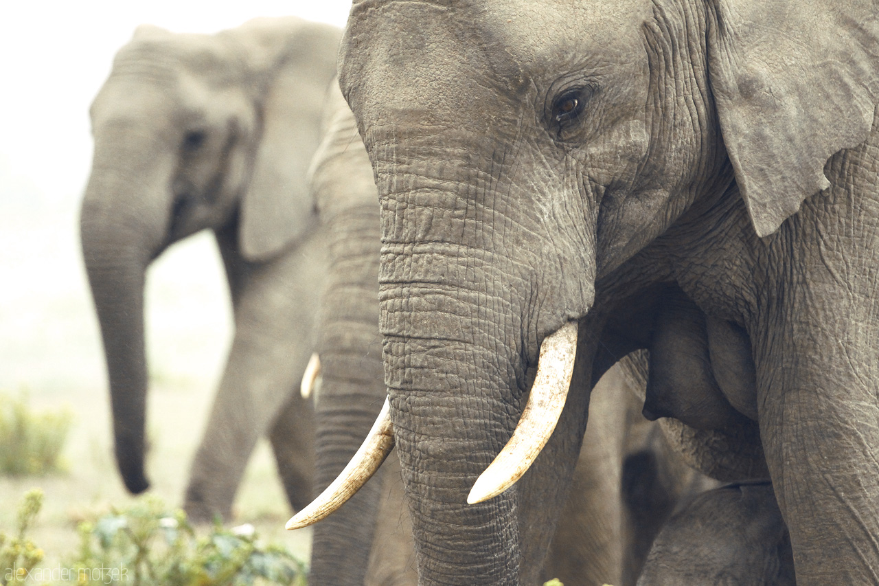 Foto von Nahaufnahme der Stoßzähne einer Elefantendame im Lalibela Game Reserve