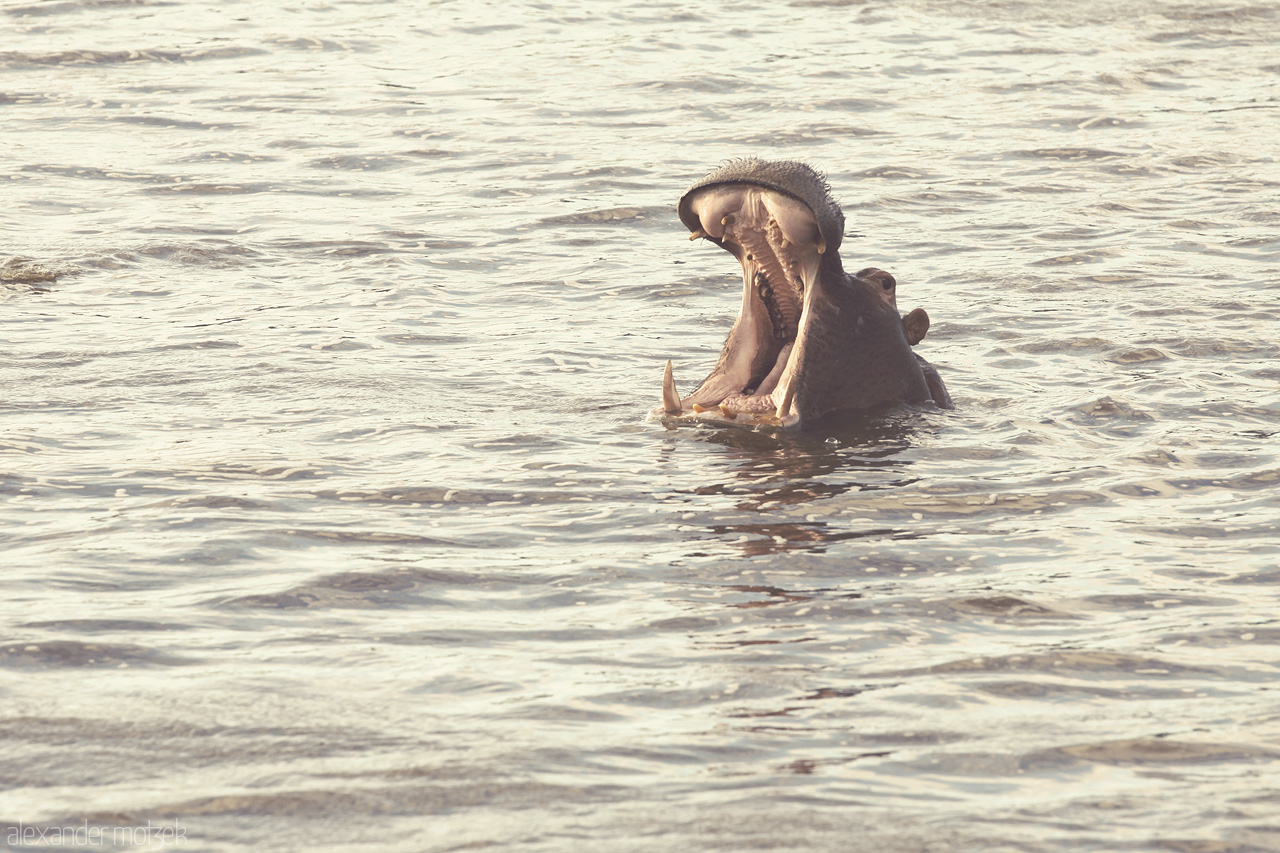 Foto von Nilpferd zeigt imposant seine Zähne in einem Wasserloch des Lalibela Game Reserve