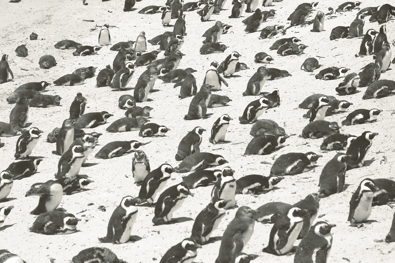 Foto von Tausende Pinguine am Boulders Beach am Kap der guten Hoffnung