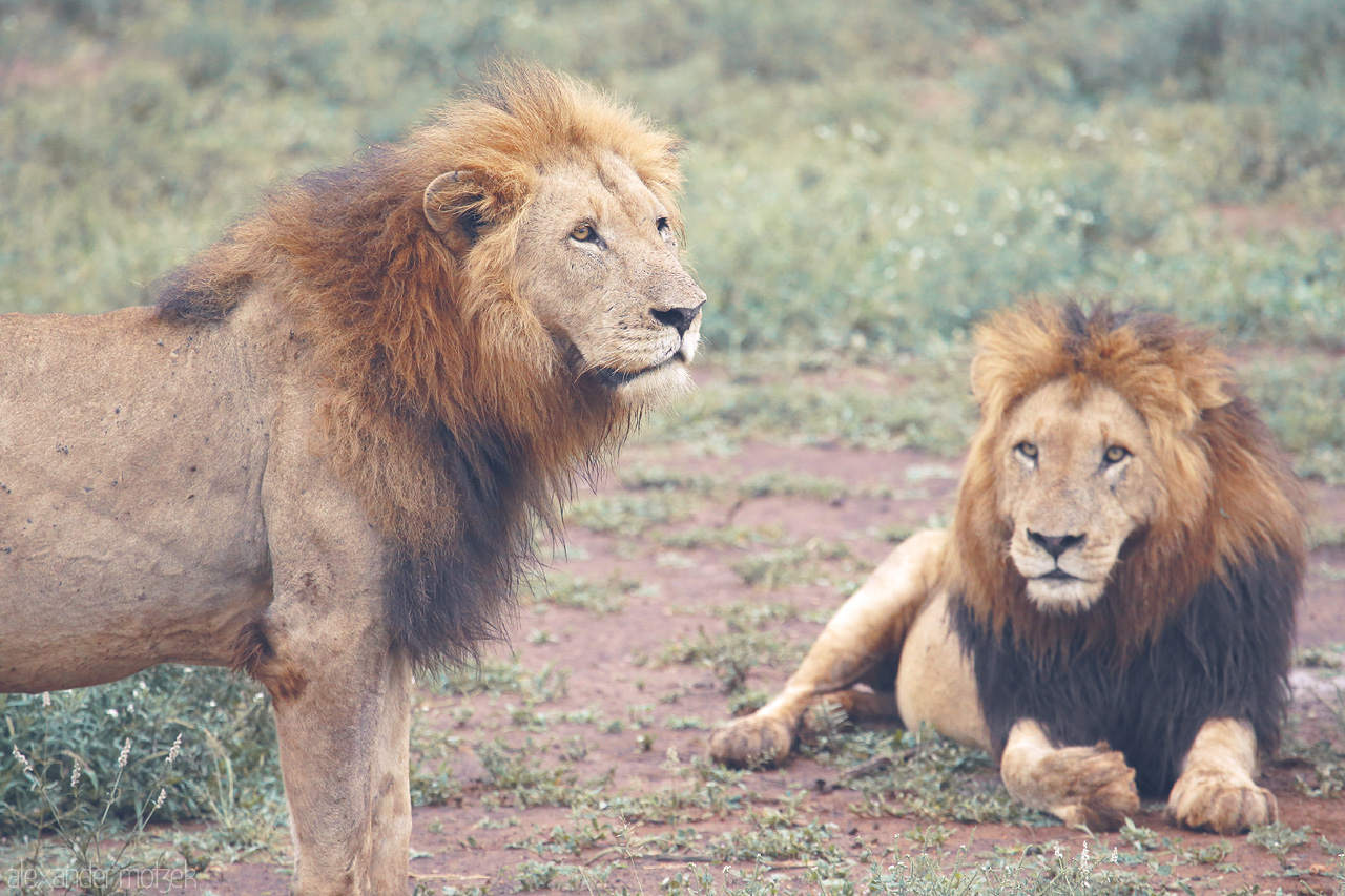 Foto von Two majestic lions rest on the vast plains of Kruger National Park, South Africa, embodying the wild spirit of the African savanna.