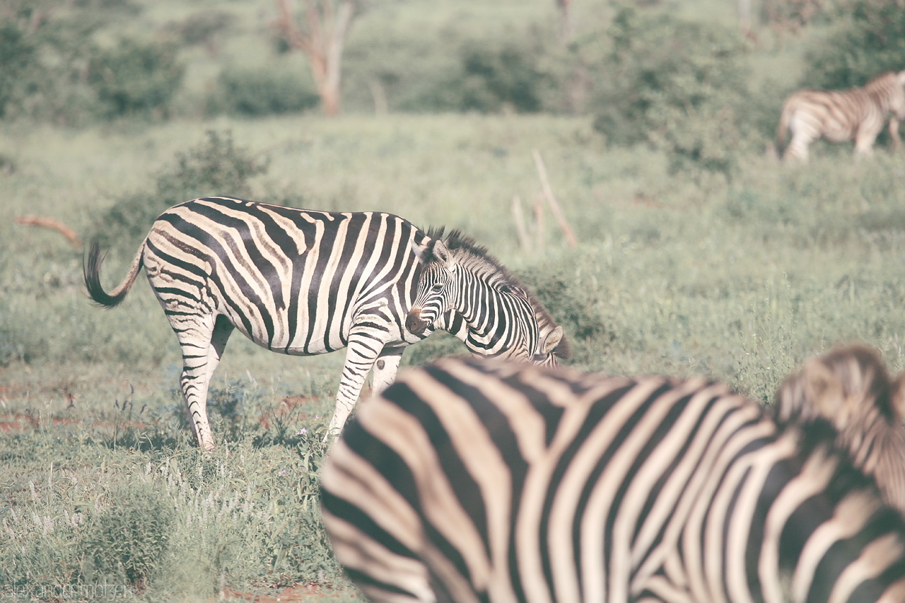 Foto von Zebras graze peacefully in the lush landscapes of Kruger National Park, South Africa.