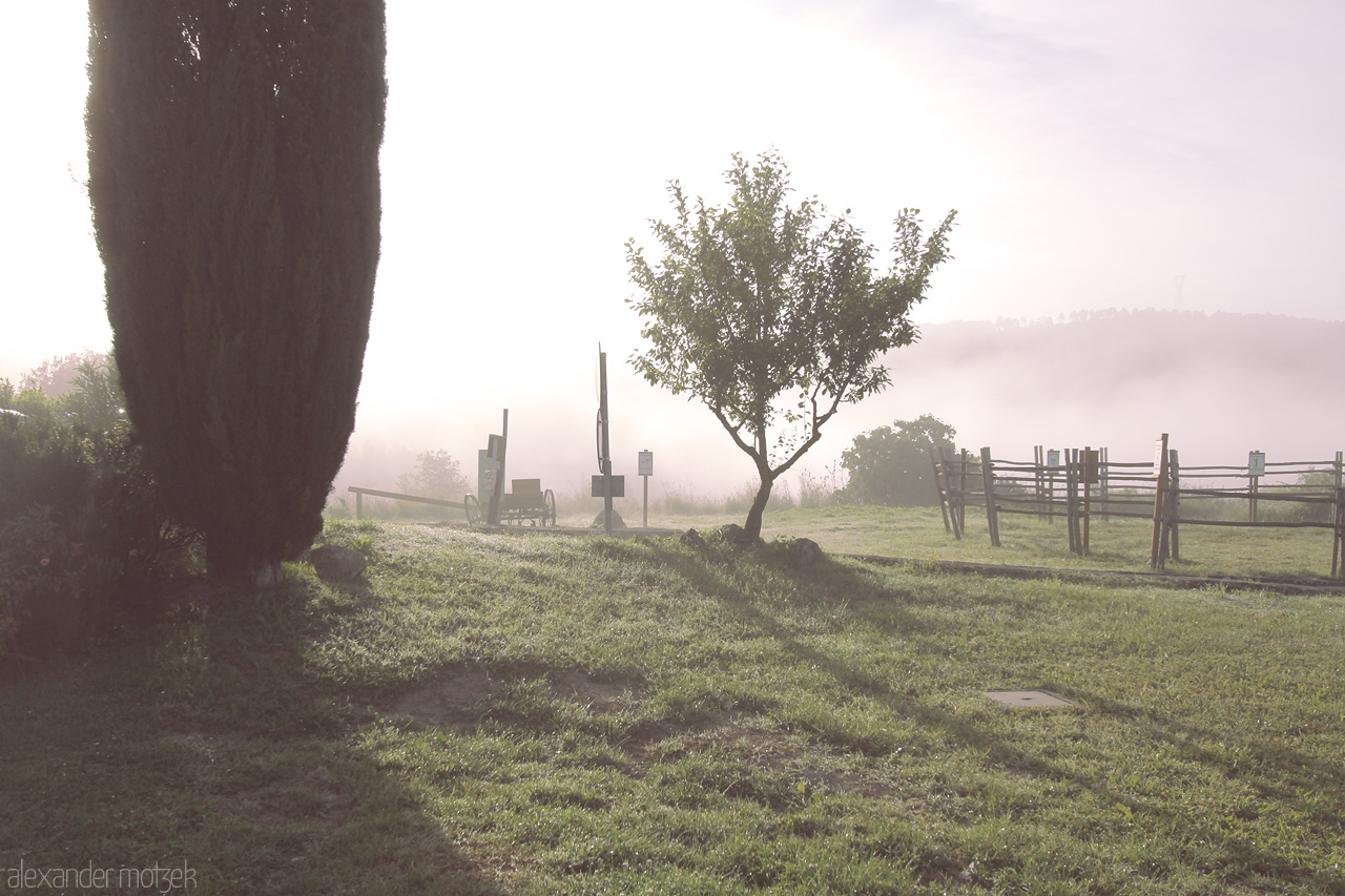 Foto von A serene Tuscan landscape emerges through the morning mist, with a lone cypress and tranquil rolling hills.