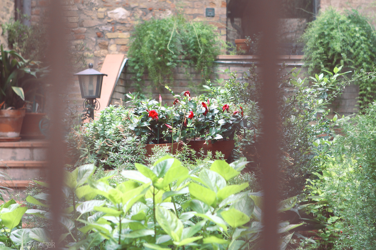 Foto von Discover a serene Tuscan garden with lush greenery and vibrant flowers, enclosed by rustic stone walls and a hint of ancient charm.