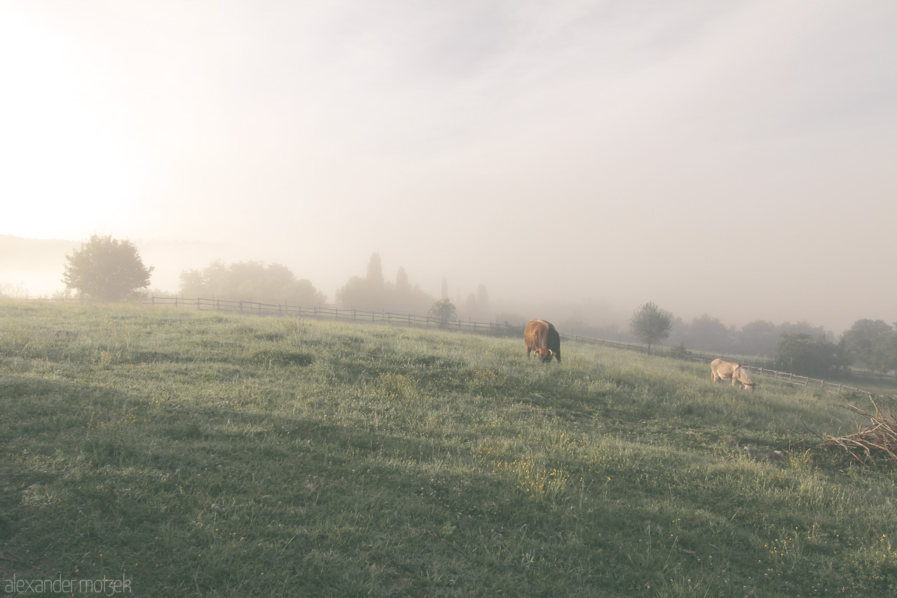 Foto von In Tuscany's morning mist, serene cows graze amidst rolling hills, embodying the tranquil beauty of Italian countryside.