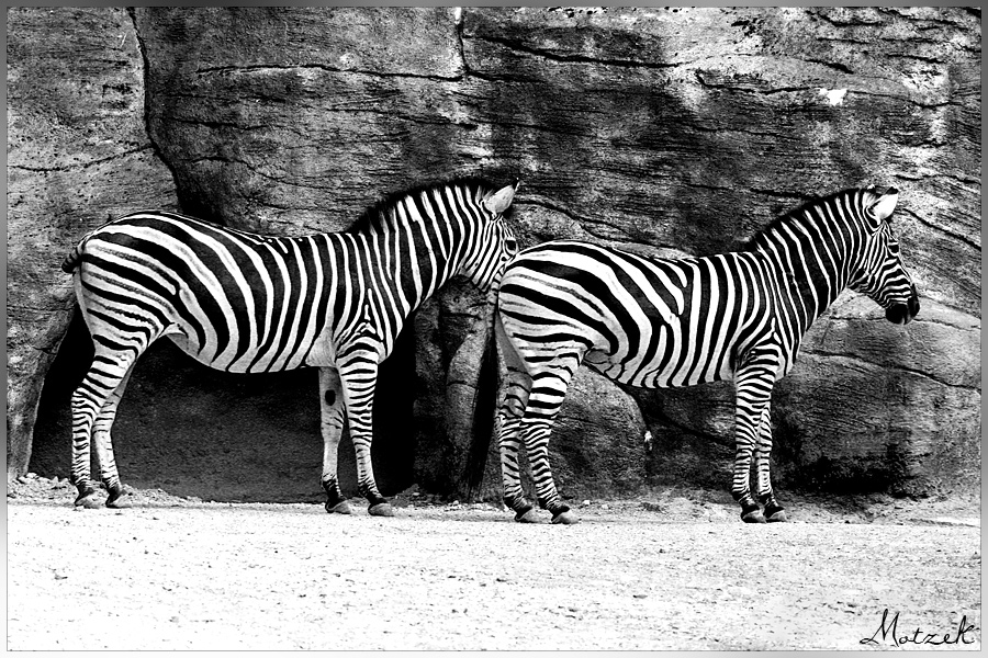 Foto von Tiere Zebra