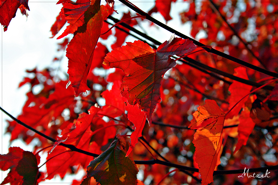 Foto von Various Herbst